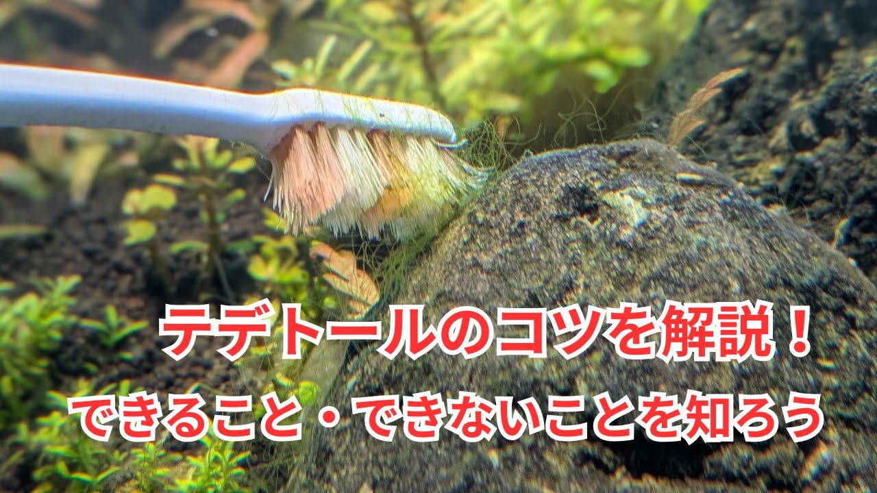 【水槽掃除の基礎】テデトールのポイントを解説します！