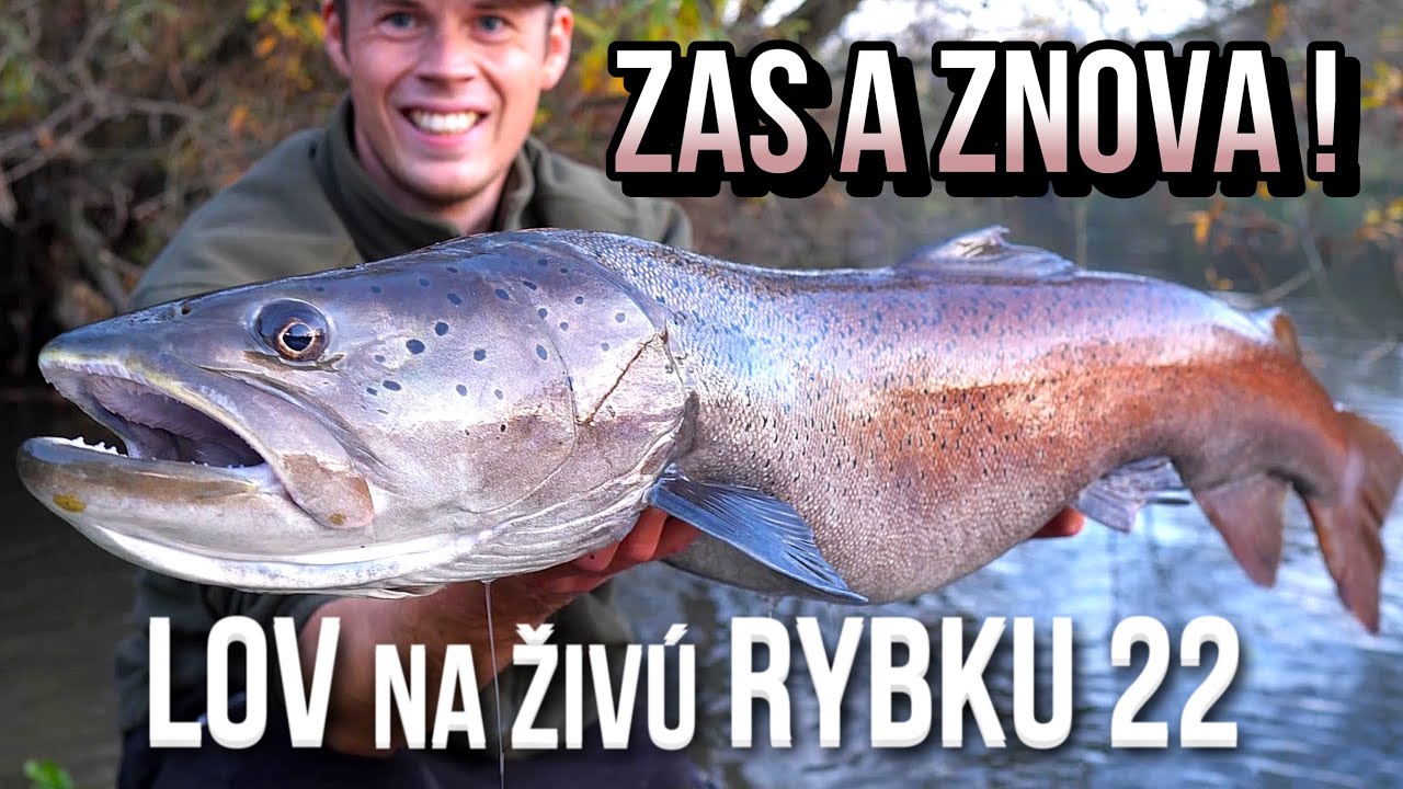 Lov Rýb na Živú Rybku 22 🐋😵 Obrovská hlavátka 🍂 lov štuky štiky a zubáča candáta | hucho hucho