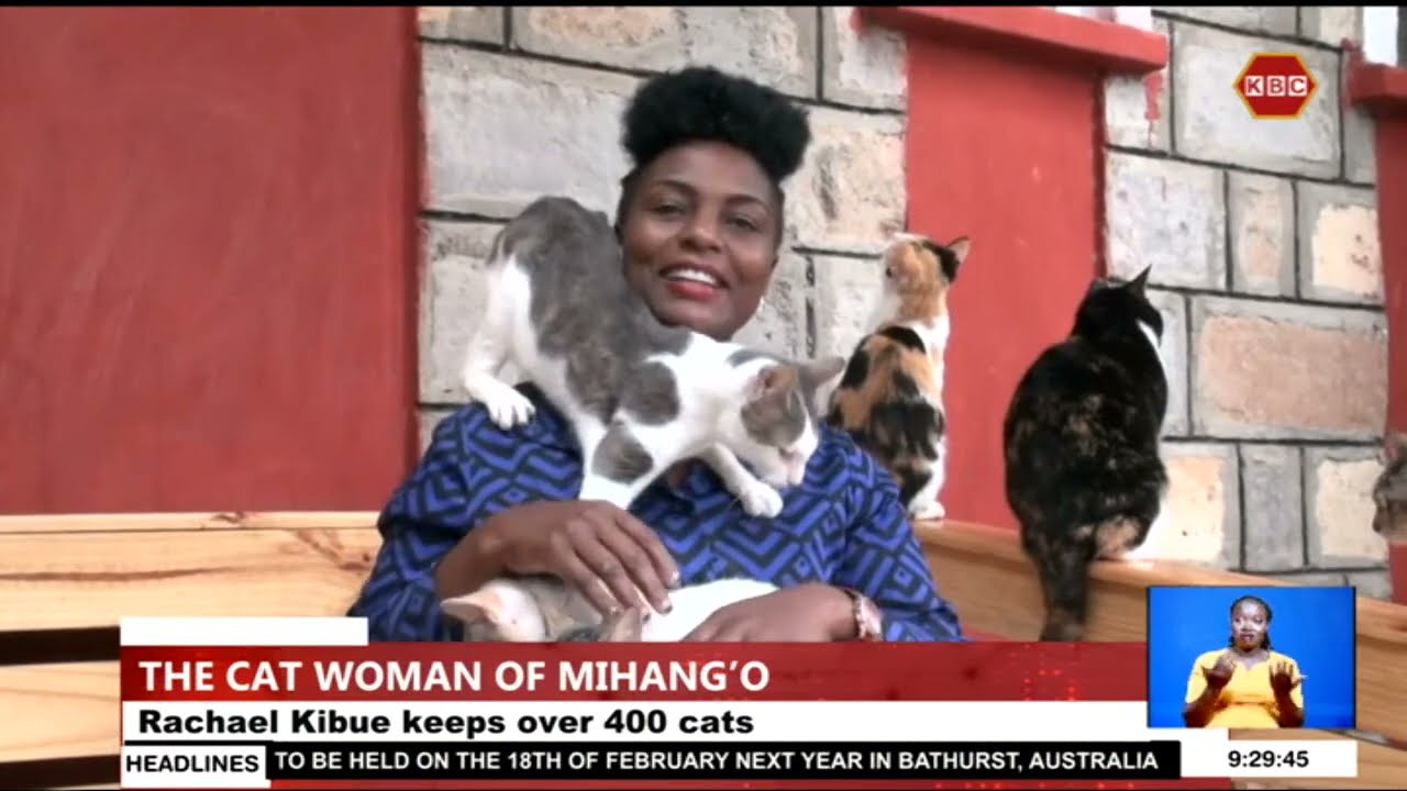 The Cat Woman of Mihang'o I One woman’s love for cats has seen her host 400 cats