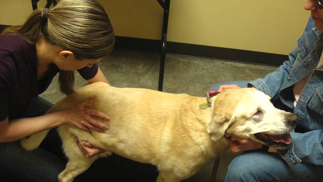 Animal Chiropractic for Ear Infections