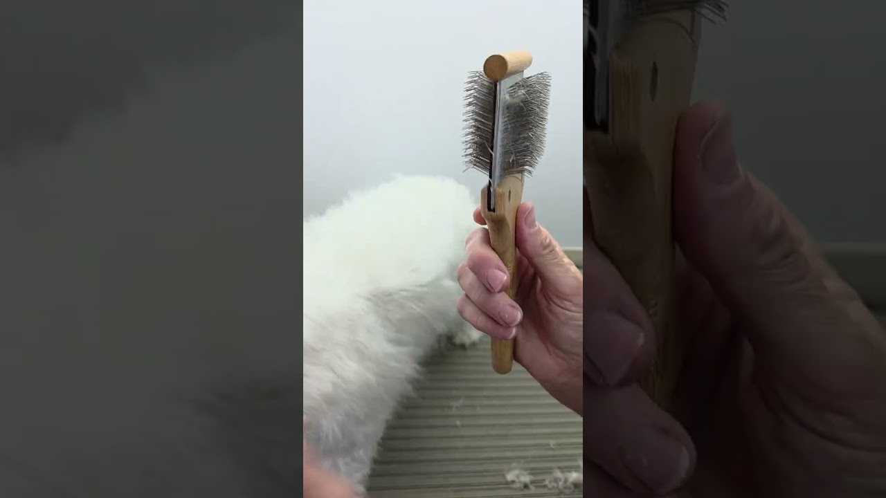 Grooming old Maltese November 25, 2025