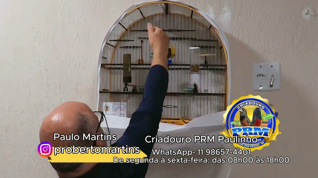 Criador De Curió PRM PARDINHO De Curió Já Mostrando O Seu ANDAMENTO E Entrada De CANTO