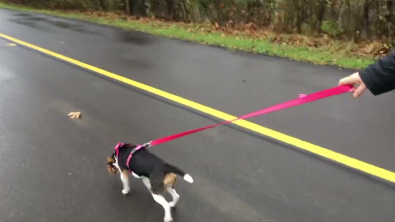 Dog Walk Montage Then and Now