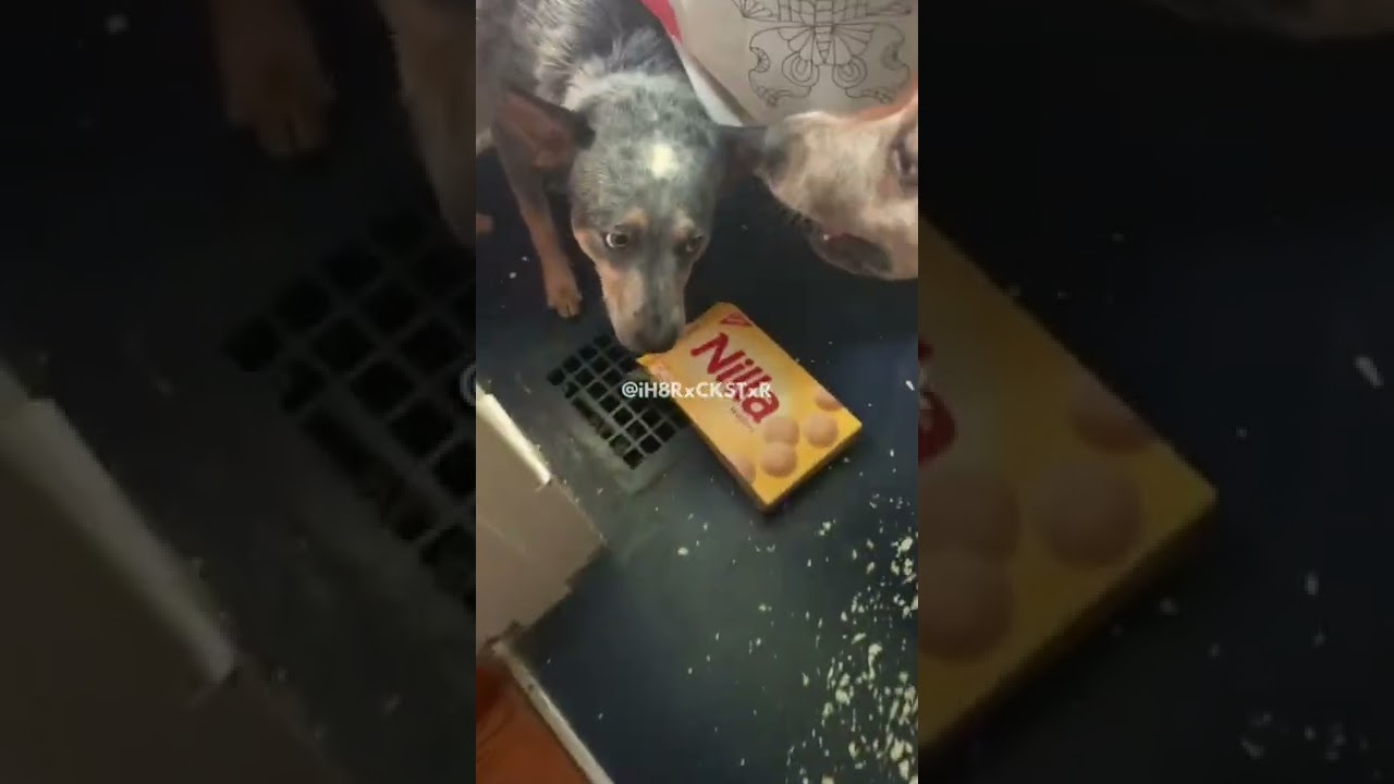 Tattletail! RxCKSTxR Комедийная озвучка!