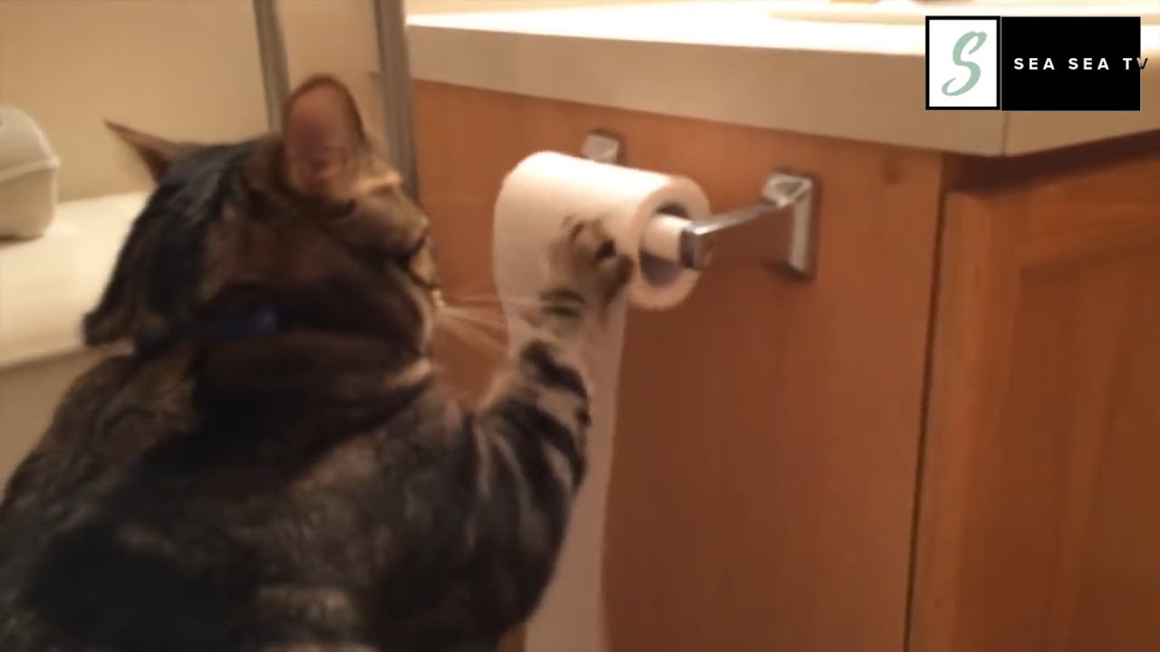 【SSTV】 Smart Animals | Funny Moments