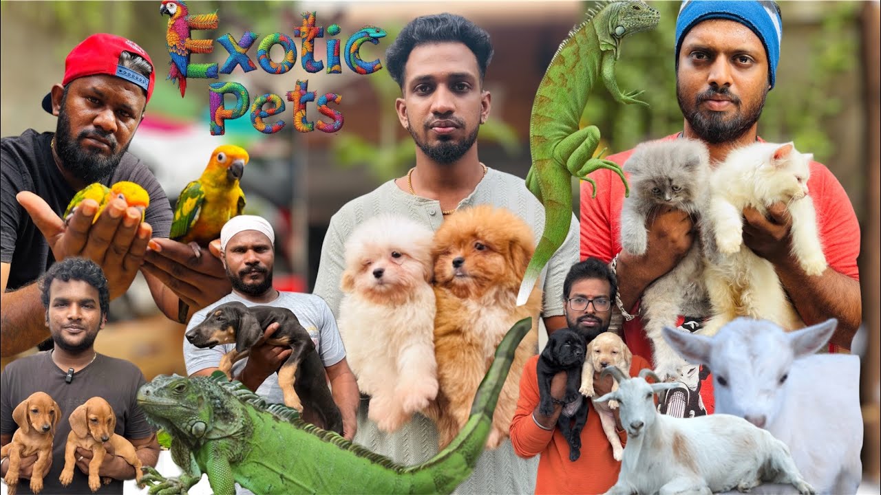 Pets Vlog Sunday | Visit the Sunday pets market Timing 6am to 11pm 