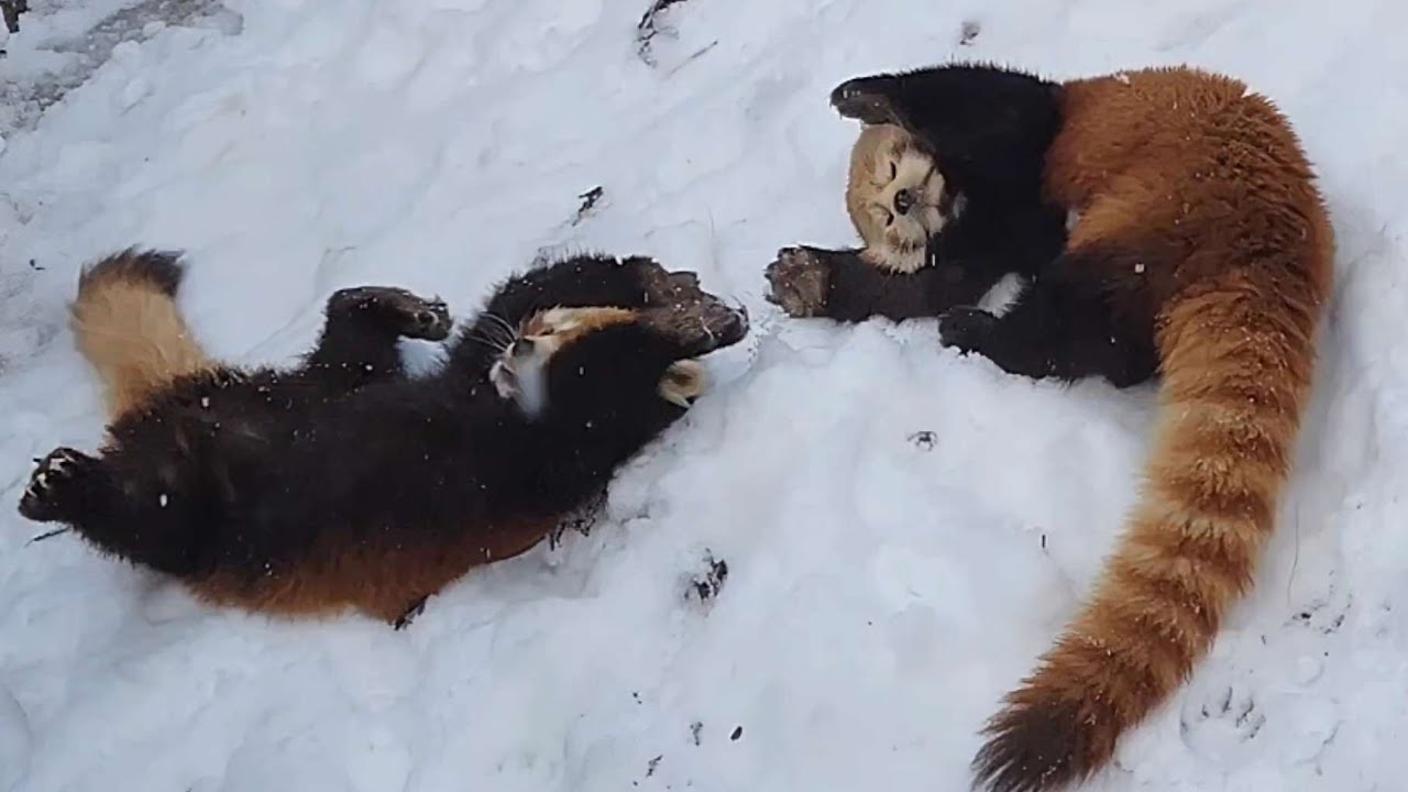 【四方から襲ってくるレッサーパンダのレイファにゆっくり朝食も食べられないニーコ、他・・・】～Nishiyama Zoo red pandas～