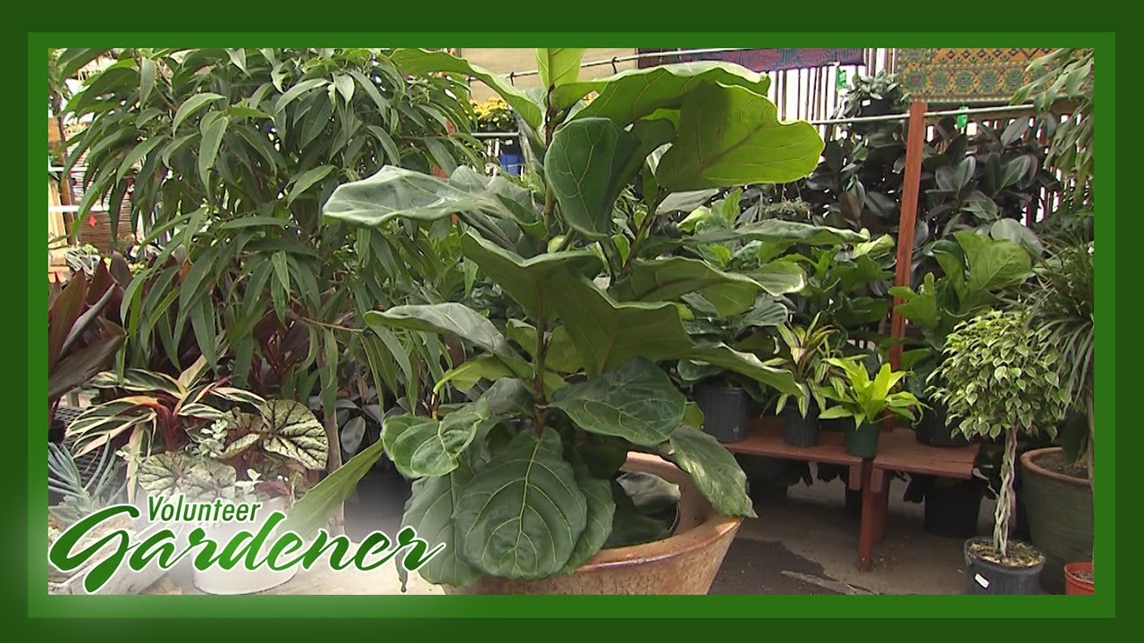 Indoor Plant Trends | Volunteer Gardener