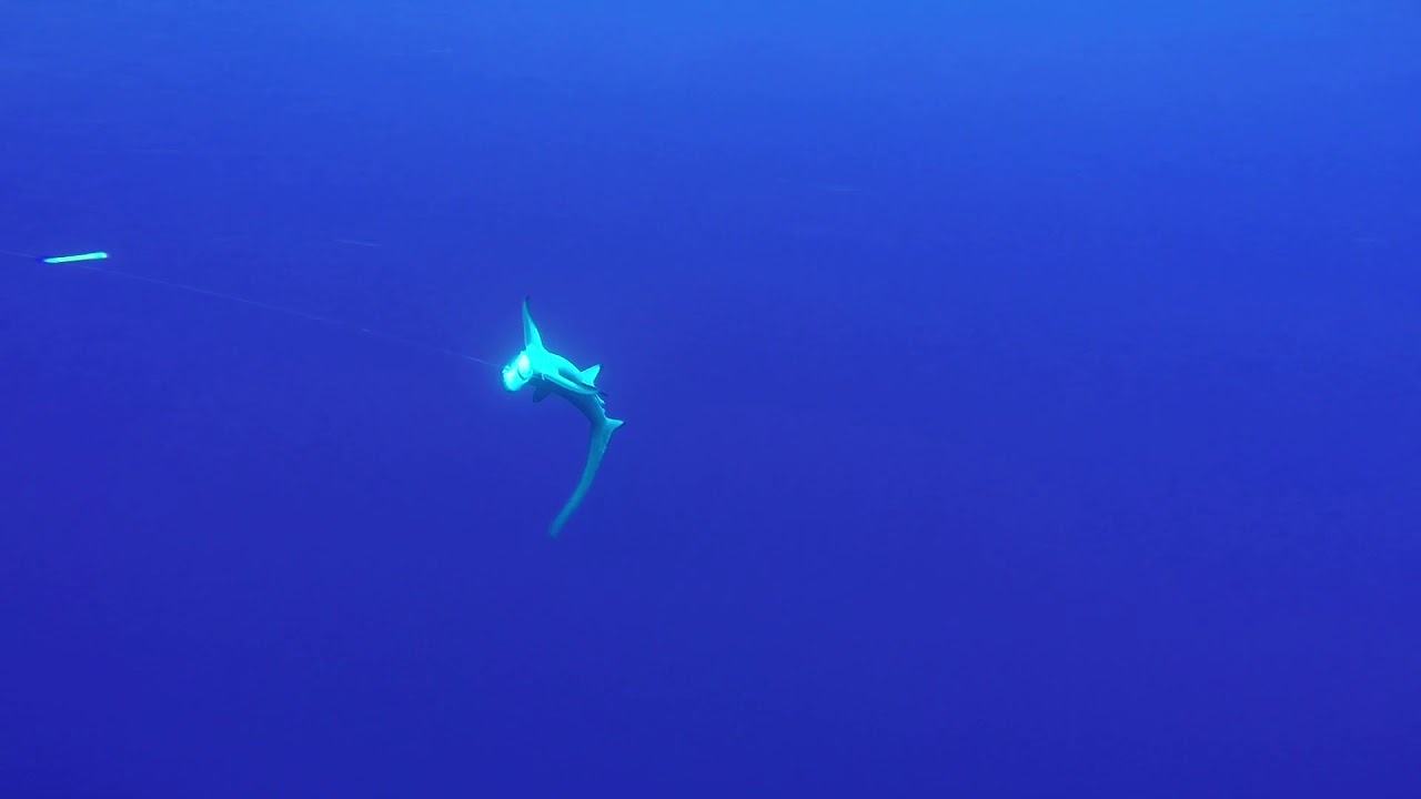 Bigeye thresher #sharks (Alopias superciliosus) caught and released