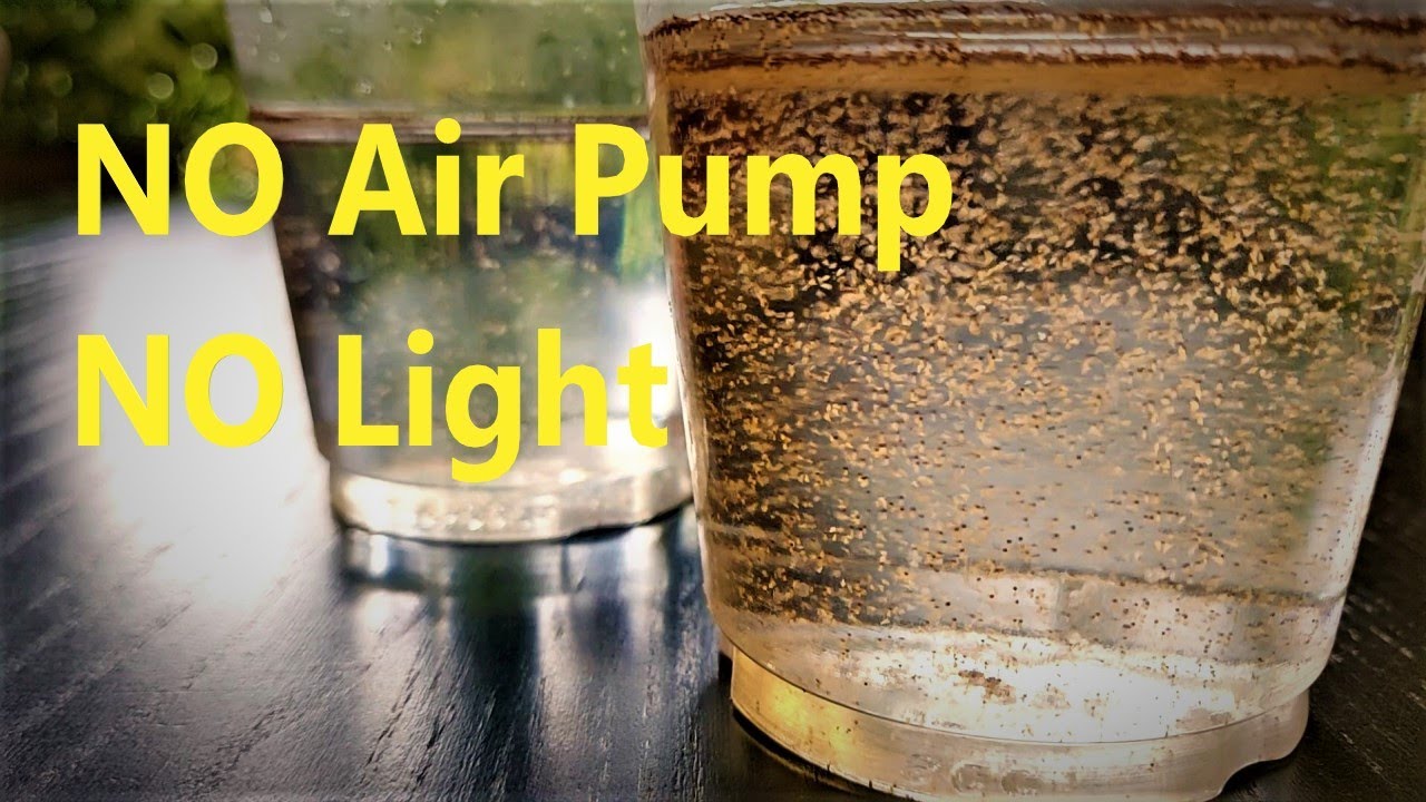 How to Hatch Brine Shrimp Eggs | NO Air Pump NO Light