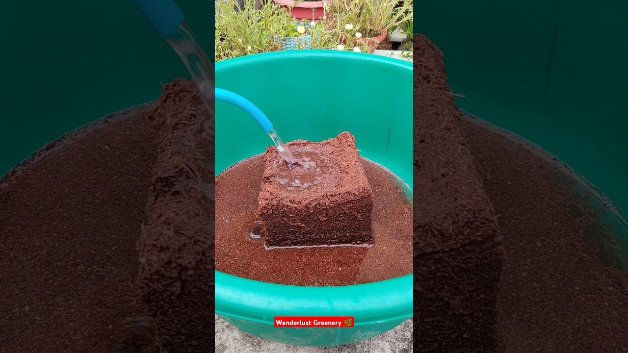 Coco peat brick #cocopeat #shorts #plants #ytshorts #gardening #barish #rain #indoorplants