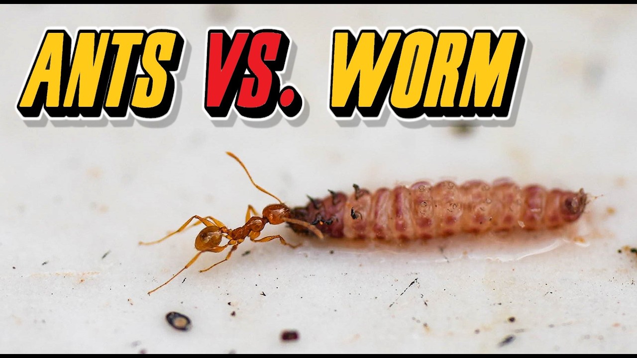 Ants vs. Worm: A Deadly Duel in the Macro World!