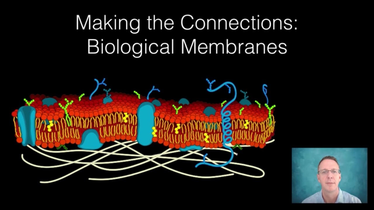 Биологические мембраны: установление связей