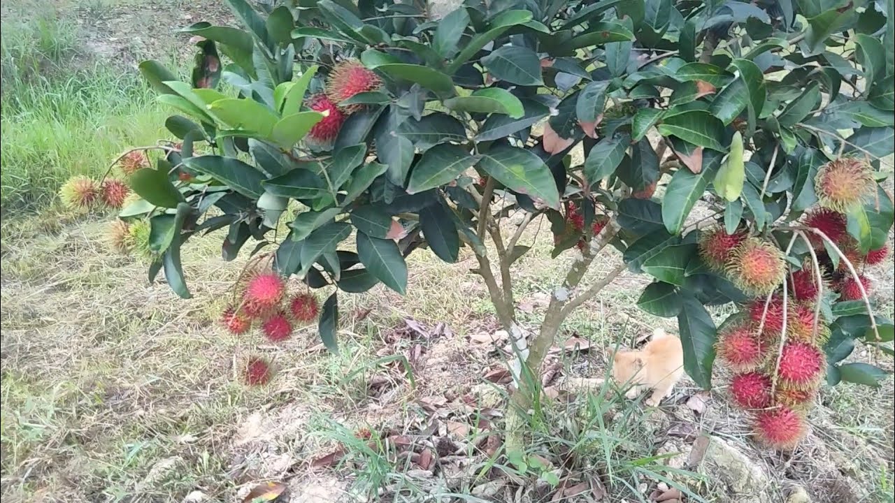 Rambutan pendek berbuah lebat