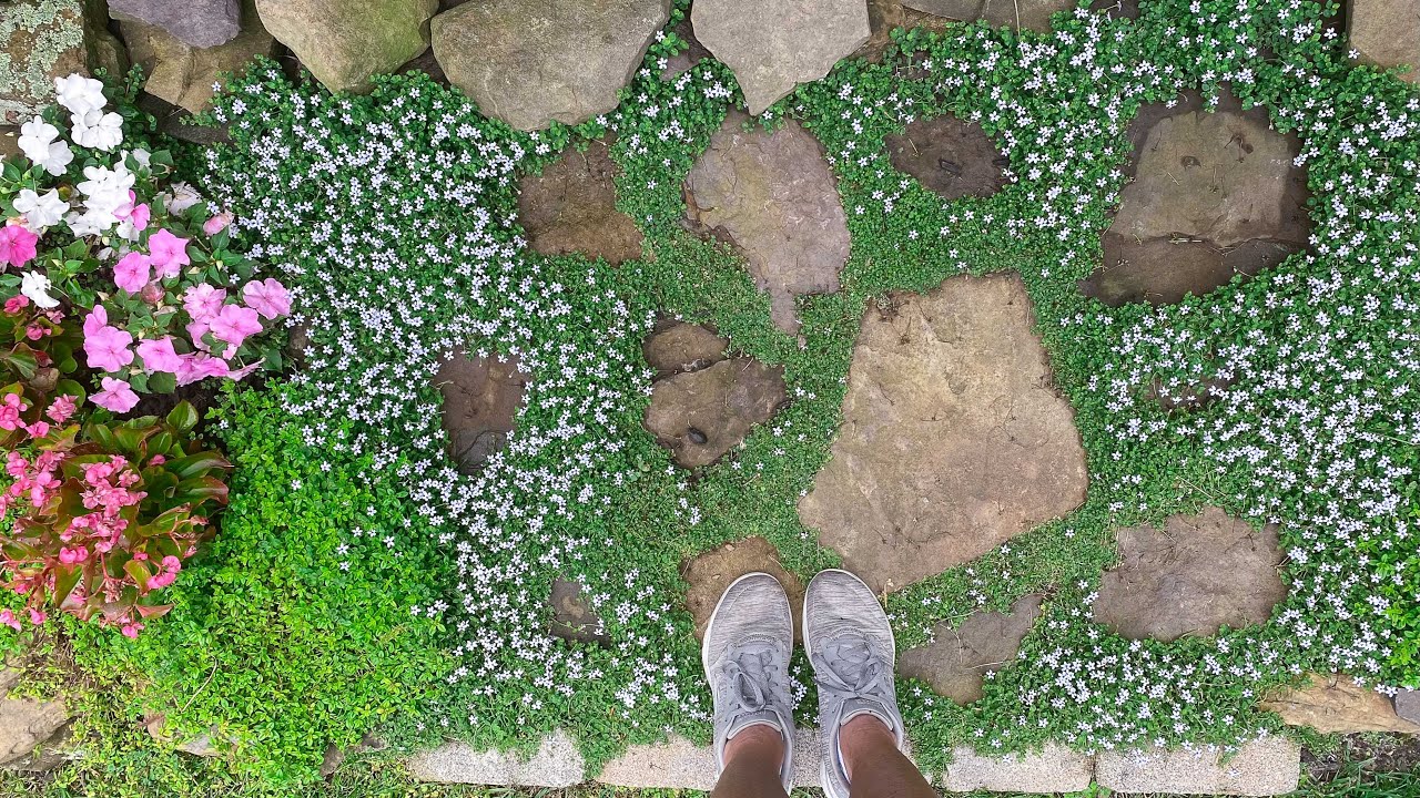 Ground Covers That Perform in My Garden