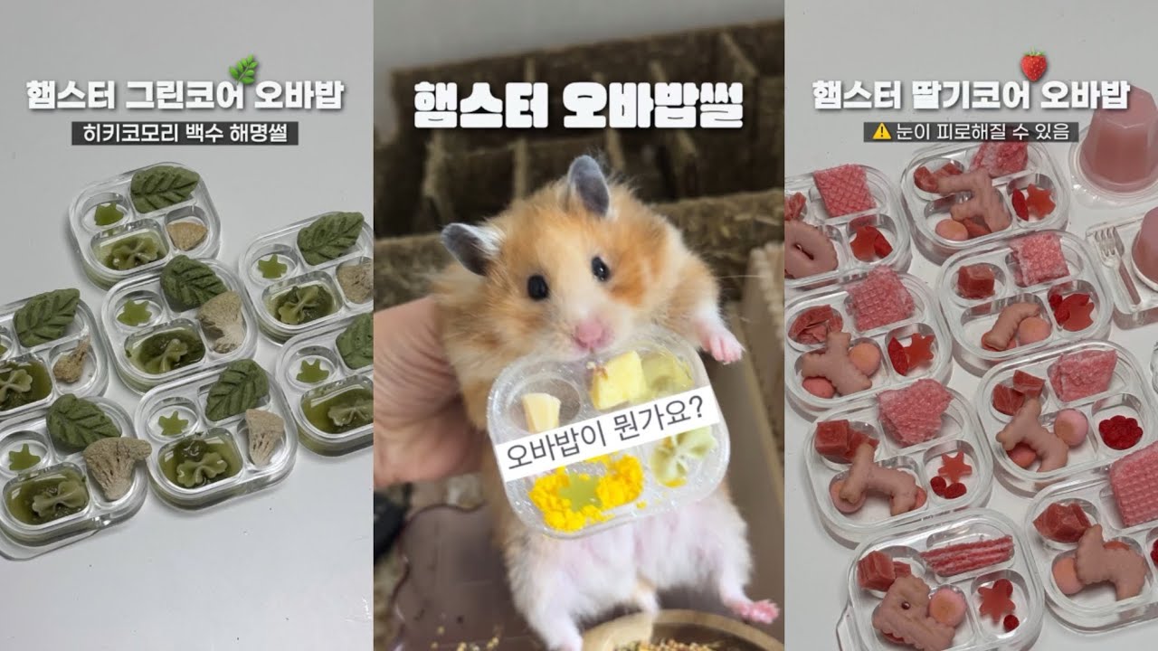 오바밥이뭐임? 햄스터밥에 오바떠는 모음2.zip