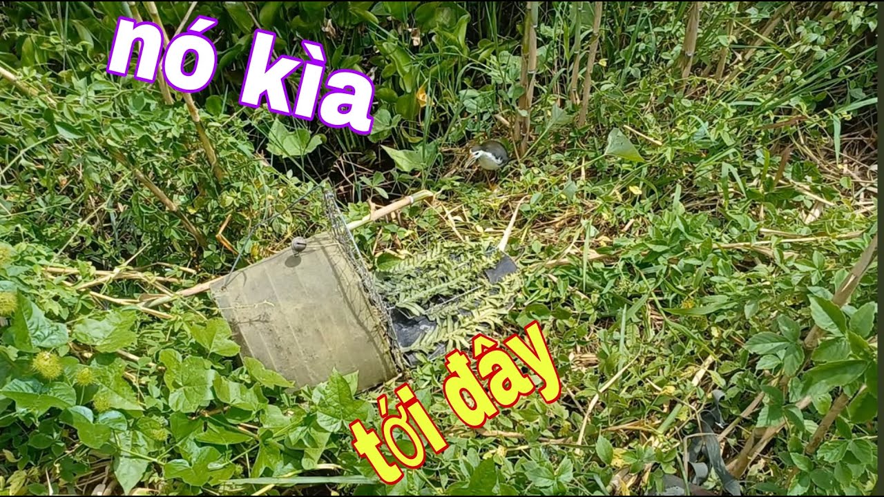 Thoát Tim Cảnh Con Quốc Chạy 100Km Tới Đá Con Mồi # SĂN BẮT ĐỒNG THÁP #
