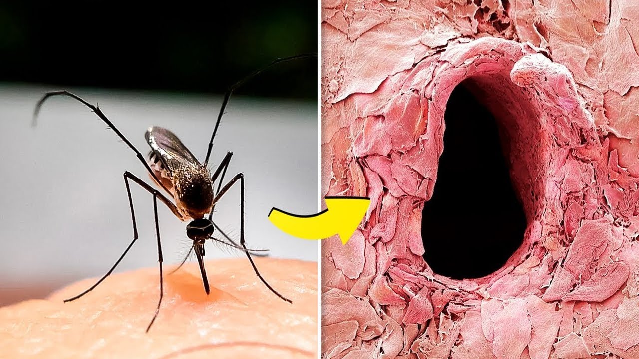 MICROSCOPIOS INCRE&Iacute;BLEMENTE POTENTES QUE NECESITAS VER