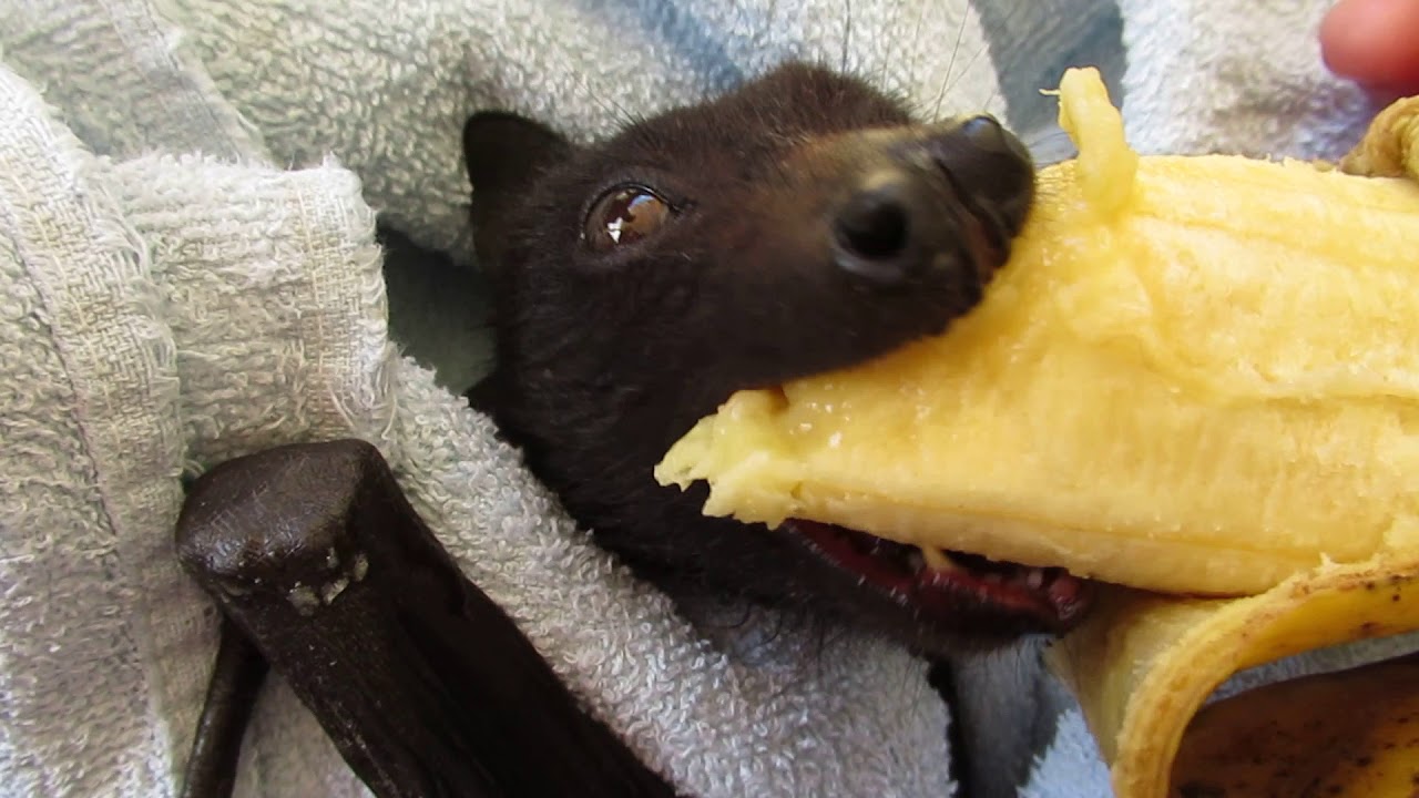 Banana loving Josephine relaxes in bed