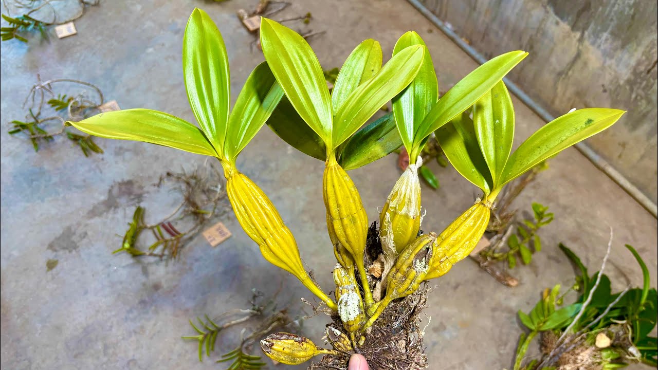 Lan rừng trưa 29/1/2026(ship 30k) Hoàng Lạp, Long Tu Đá, Đơn Cam, Huyết Nhung Đỏ.. I 0931809126