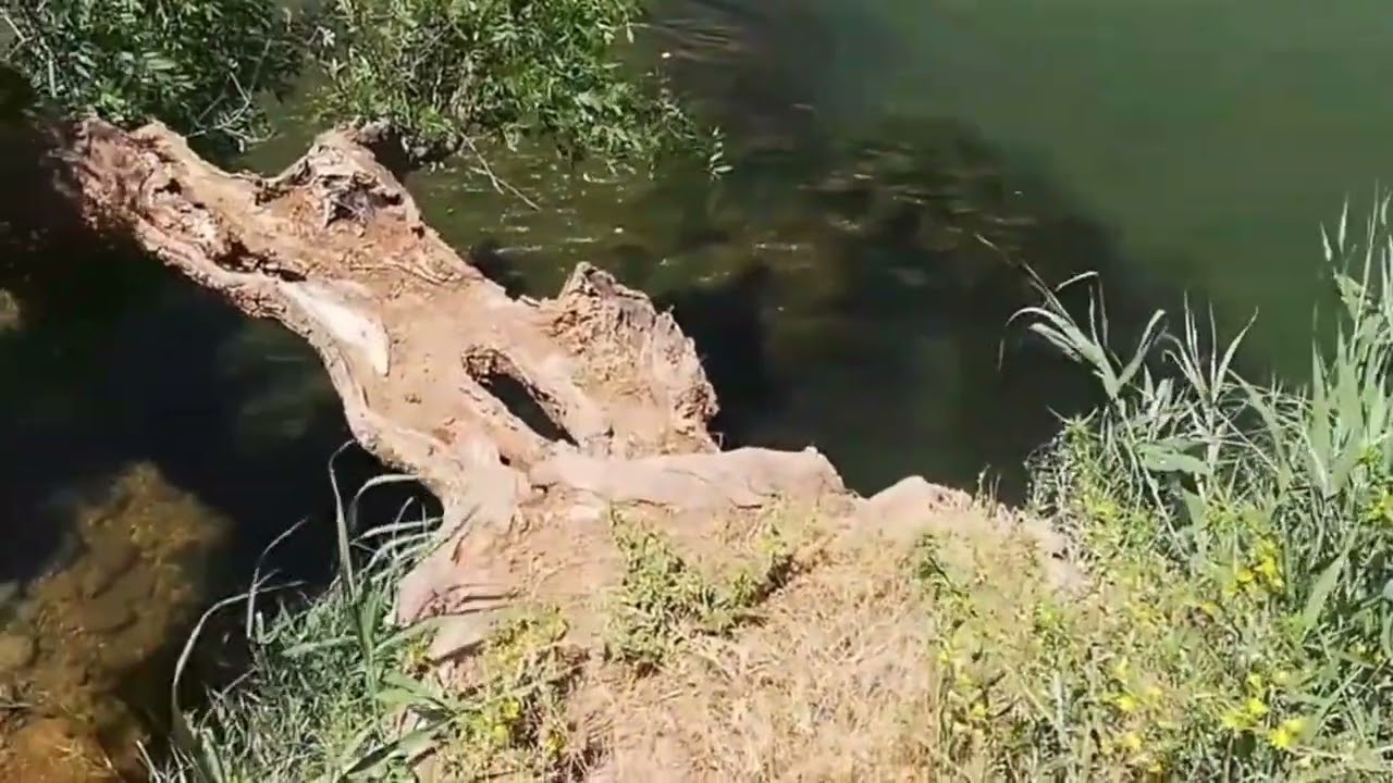 Pourquoi restes-tu silencieux ?