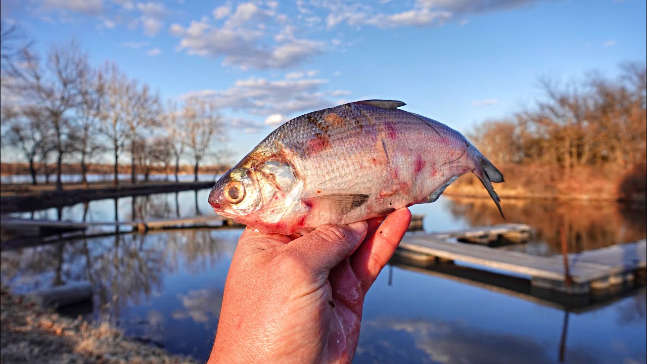 Turning 200 Winter Kill Shad Into 300+ POUNDS OF MONSTER FISH!!!  (New Personal Best)