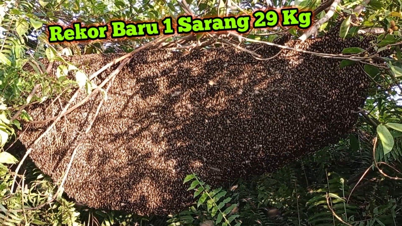 Sarang Terbesar Dihutan Keramat #teguh #sumber #madu