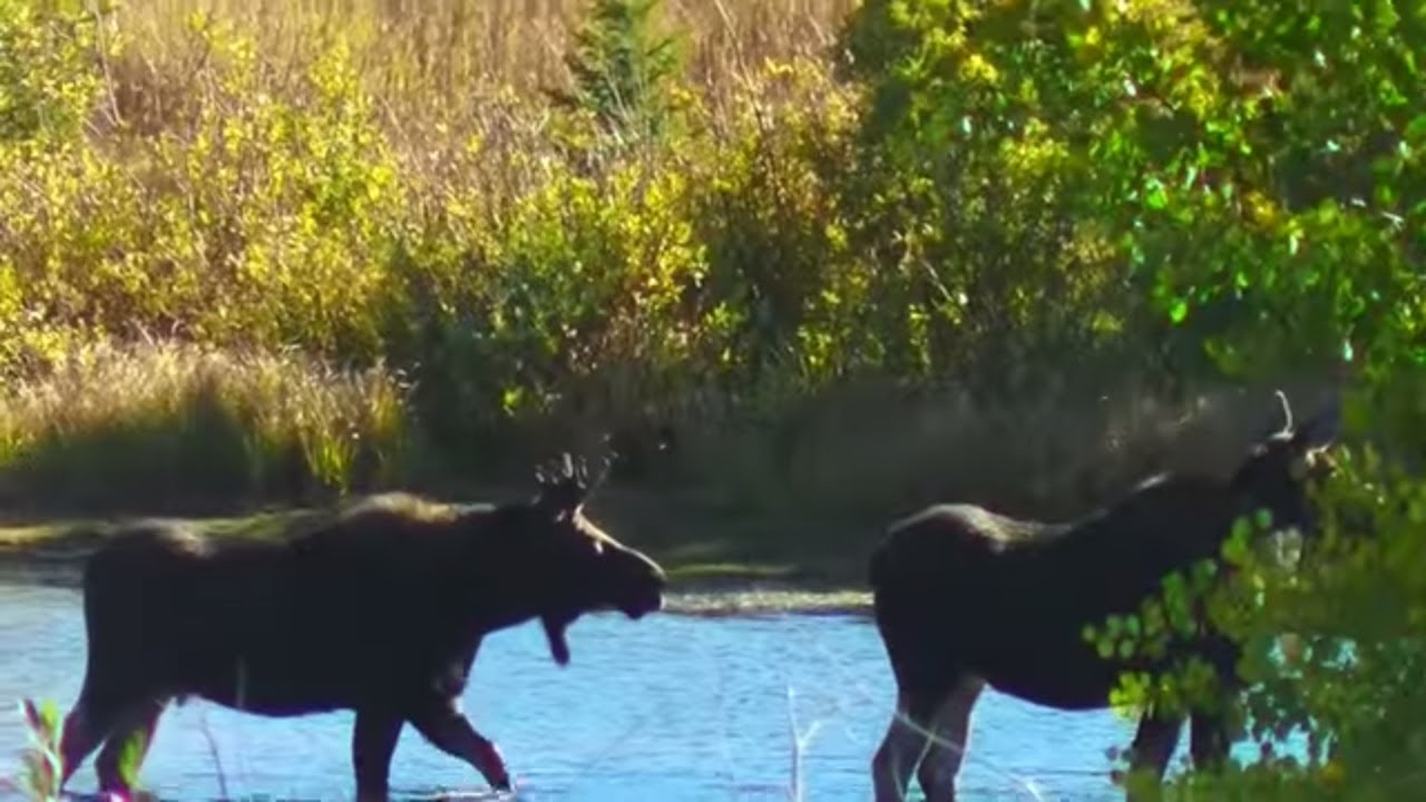 HUGE Surprise!! Two Moose Appear on my Morning Walk