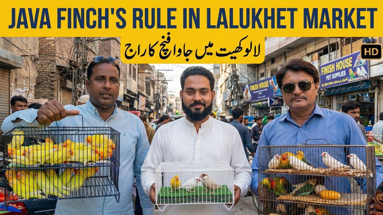 Lalukhet Biggest Birds Market | 2025 | Lovebird Java Finch Price Update