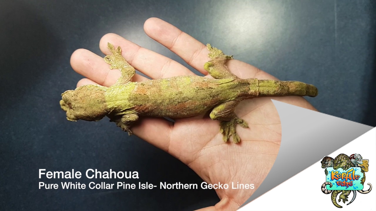$5000 Gecko Unboxing- Leachianus and Chahoua