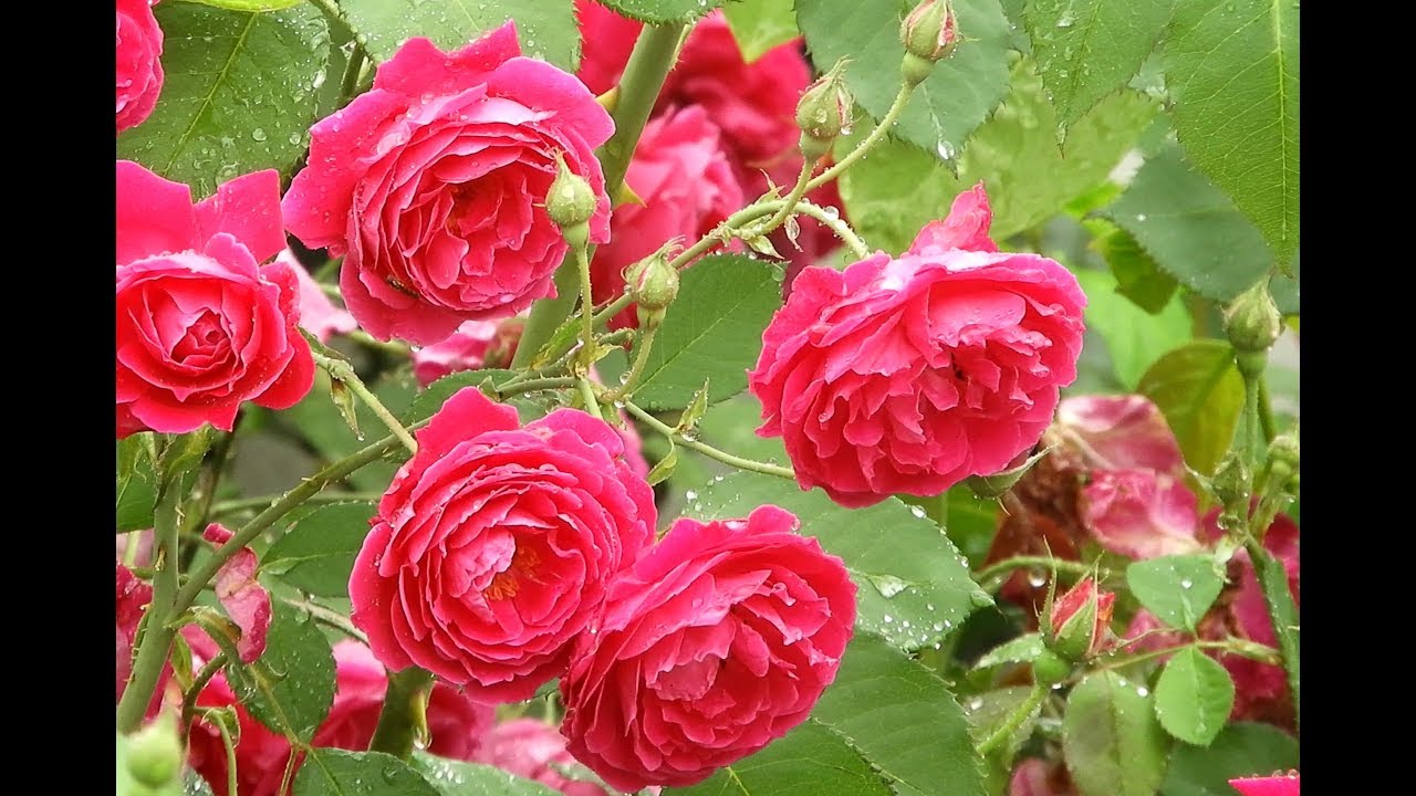 Rain Falling on Flowers and plants most beautiful nature Relaxation  video from 4k ultra hd