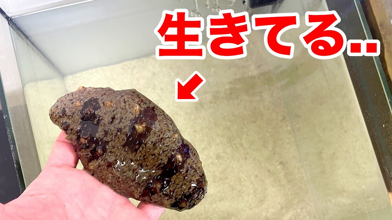 鮮魚店で売られていた旬のナマコを水槽に入れると...！！