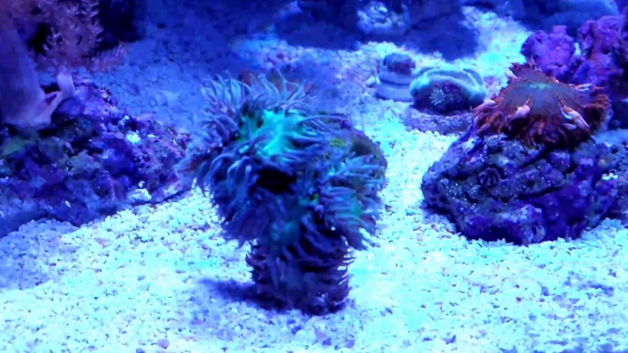 Red Sea Reefer 525XL - 6 weeks
