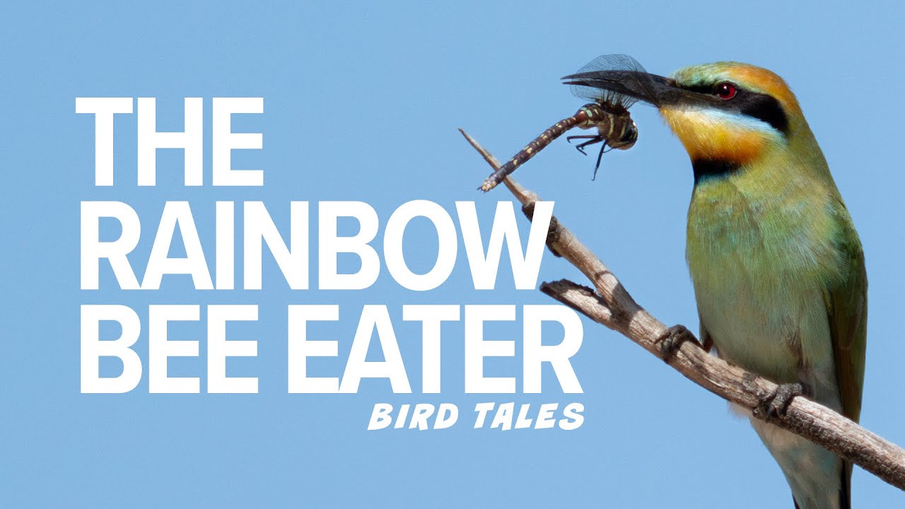 Худший кошмар пчелы — Радужный пчелоед | Bird Tales