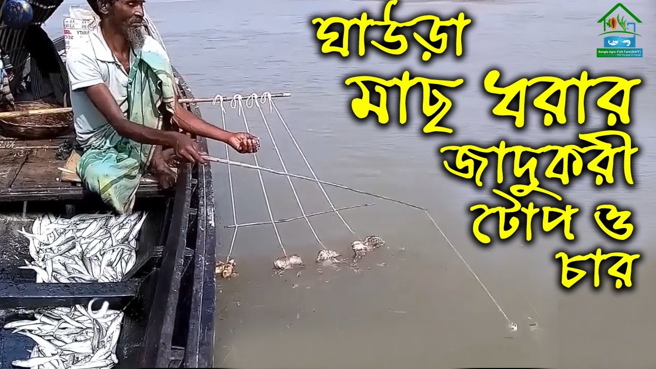 নদীতে বড়শি দিয়ে ঘাউড়া মাছ ধরার জাদুকরী টোপ ও চার // মাছ ধরার কৌশল //🌱🦐🐟🦀Bangla Agro Fish Farm(BAFF)