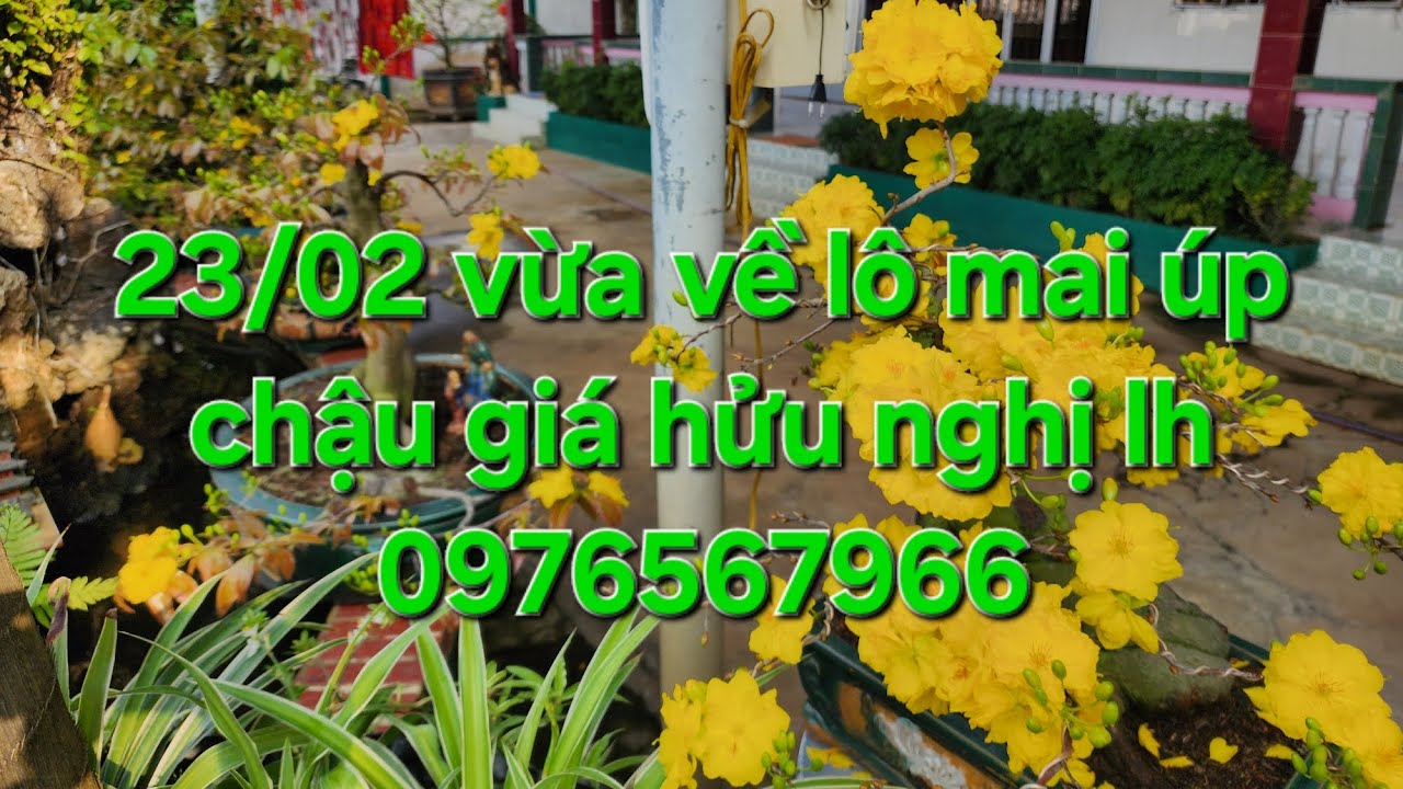 23/02 Minh nhí 0976567966 vừa về lô mai đế bông chùm giá hữu nghị 