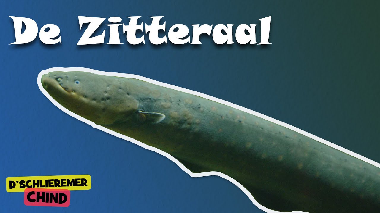 Schlieremer Chind - Zitteraal | Mir gönd in Zoo