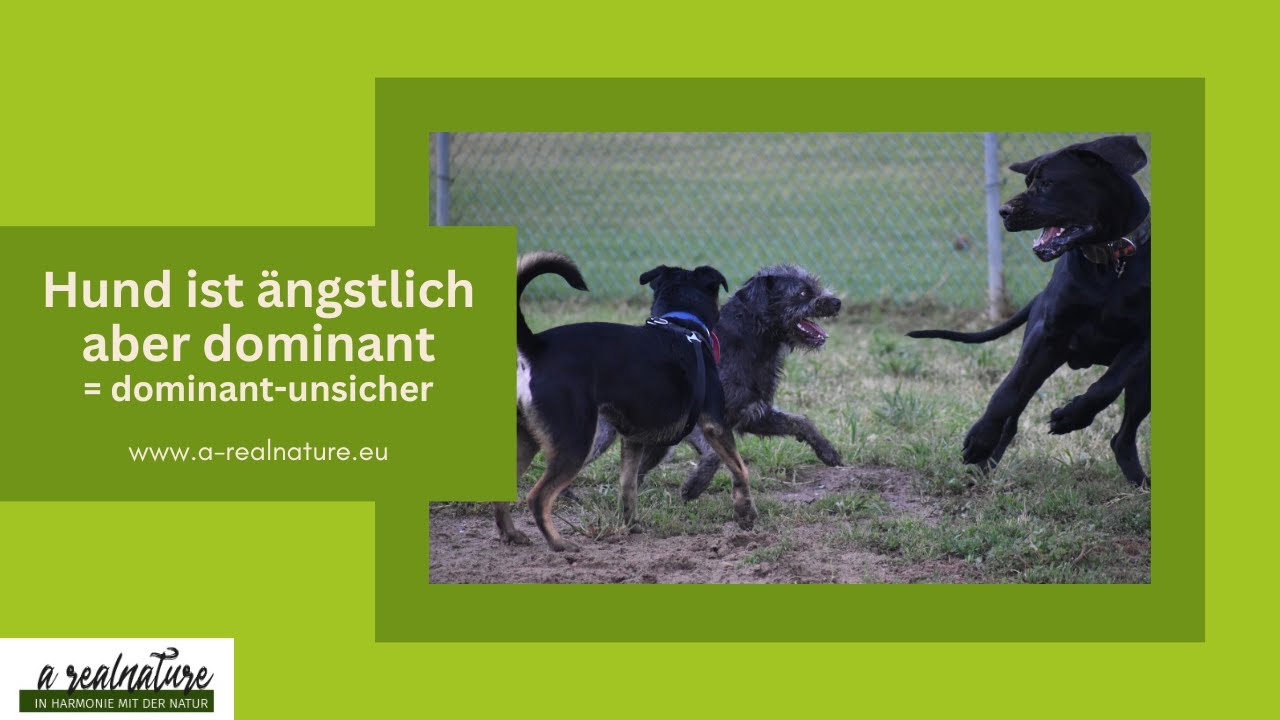 Hund ist ängstlich aber dominant - Hund ist dominant-unsicher