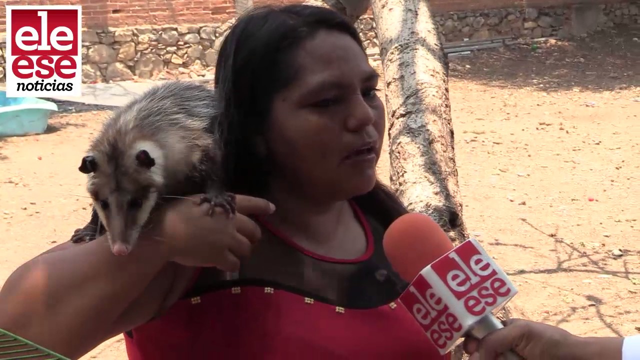 ELLA ES MIA FRESY Y TIENE UN REFUGIO DE TLACUACHES.