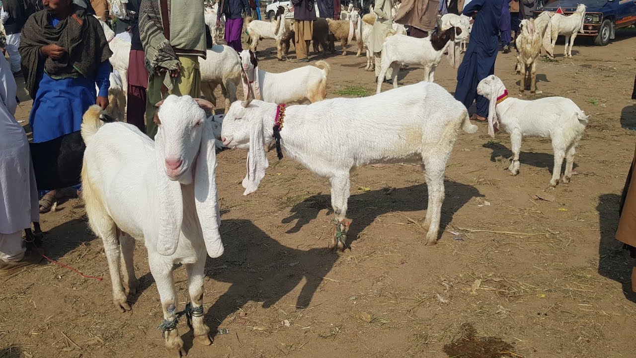 DAUR MANDI || QURBANI 2023 COLLECTION || winter SEASON GOATS RATES || GULABI GOATS