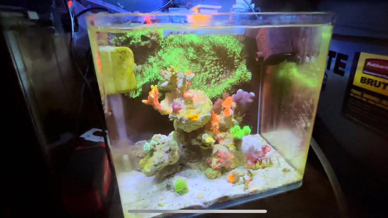 HYGGER Nano Reef LED One Month Review