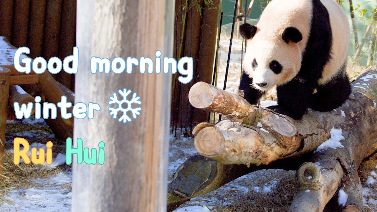 8K 60p  굿모닝 윈터 루이후이 |Good morning, winter❄️ Rui Hui