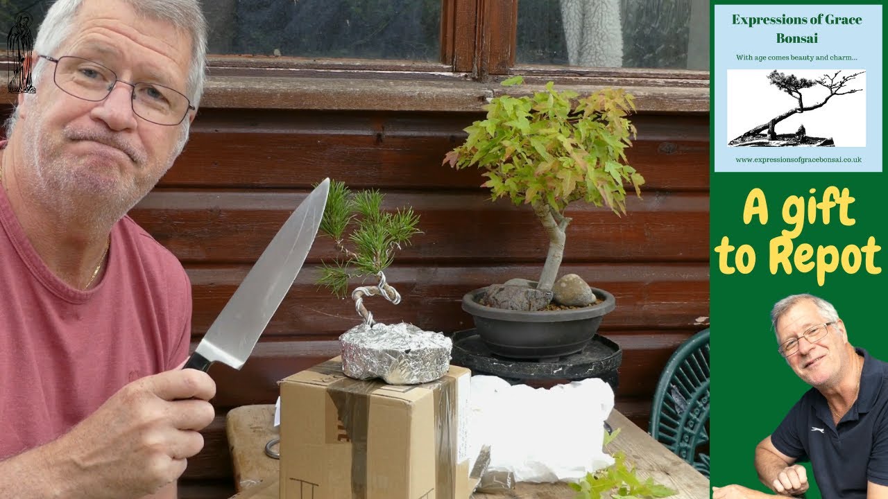 I've NEVER had a Black Pine Bonsai and I'm Thrilled :)