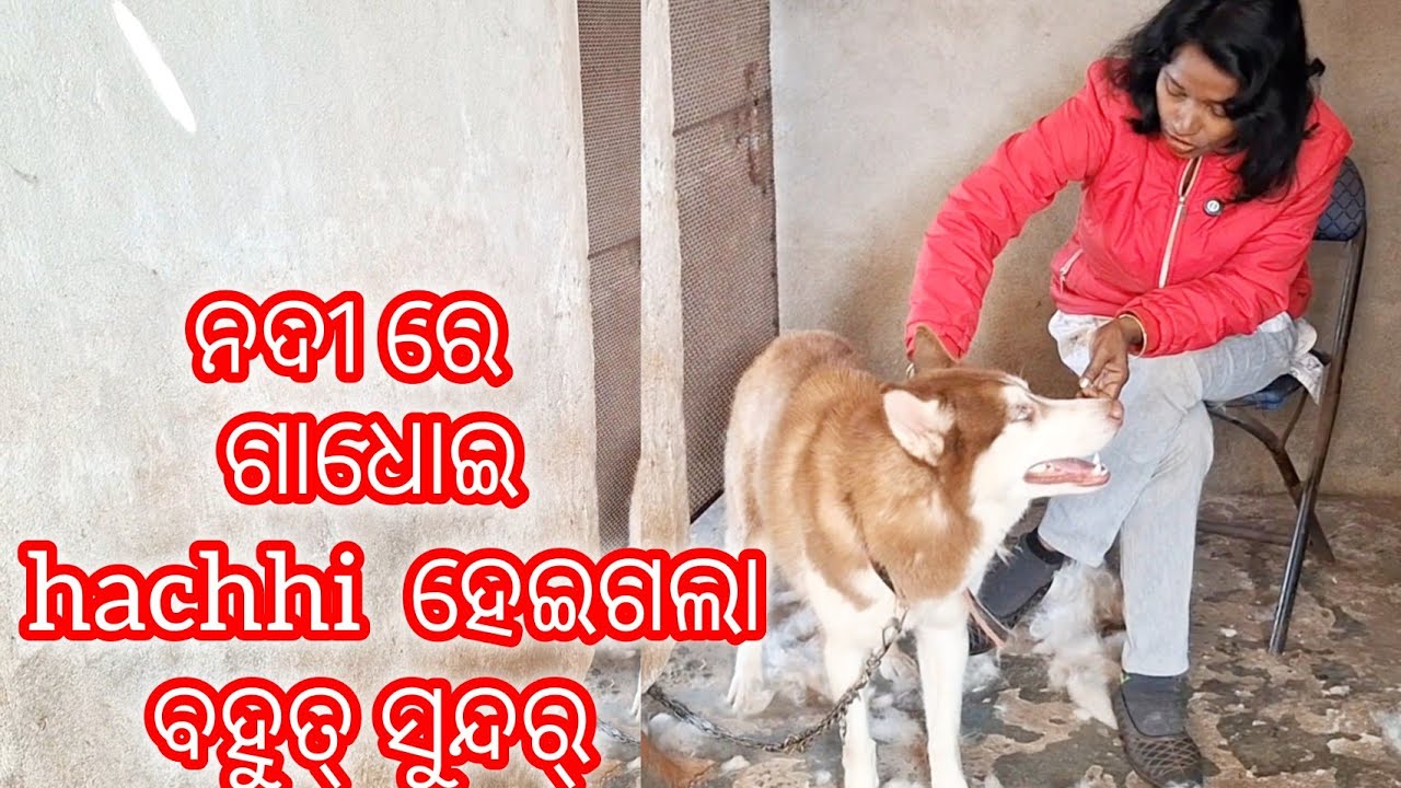 Rottweiler greatdane ମୁହାଁ ମୁହିଁ  jack କୁ ହେଇଚି ଜ୍ଵର @banajyotsnapetvlog 