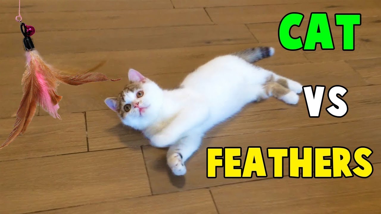 Cutest Cats, Funny Cats playing With Feathers Toys By Animals TV
