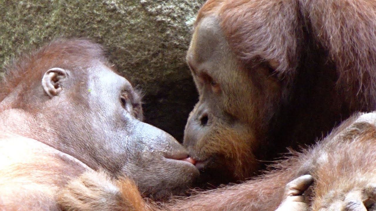 熱いキスをするオランウータン/ Orangutans kissing a lot