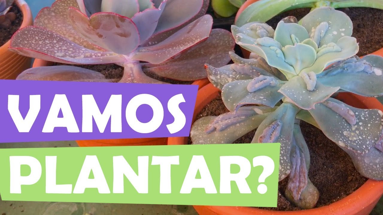 Plantando minhas suculentas gigantes.
