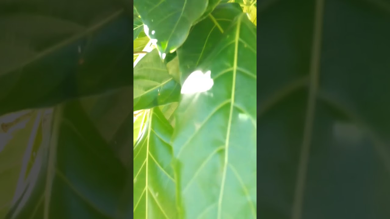 NONI PLANT good for cancer, make Noni juice (Morinda citrifolia) 