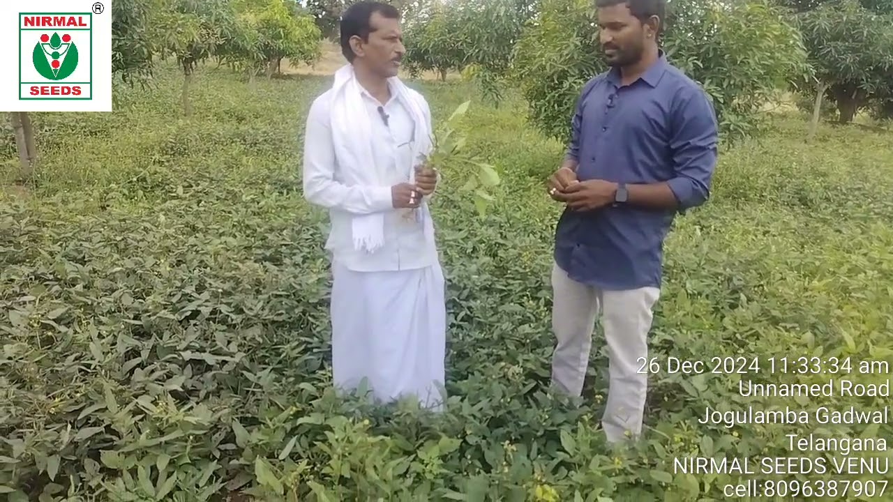 NIRMAL SEEDS Black gram Vikas-242 Verity