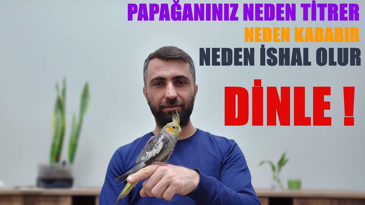 Papağınız Neden Titrer, Neden Kabarır, Neden ishal olur? KESİN ÇÖZÜMLER! İZLE!!